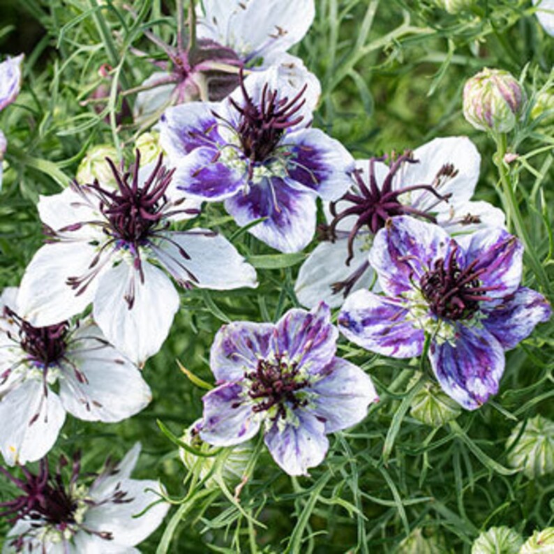 Delft Blue Nigella Seed