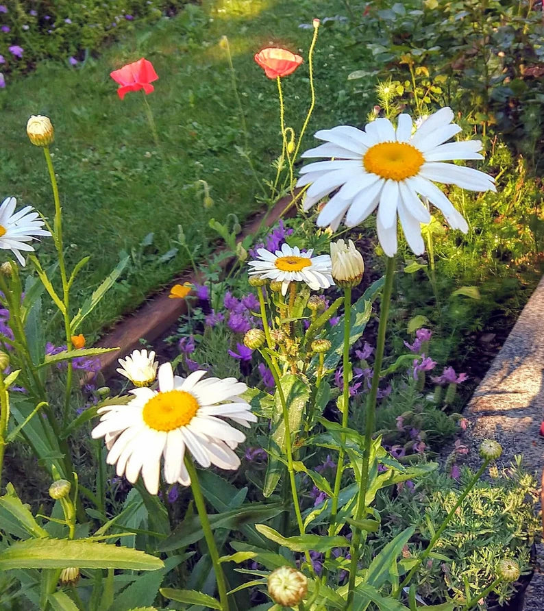 Daisy Seeds (Shasta) - Silver Princess