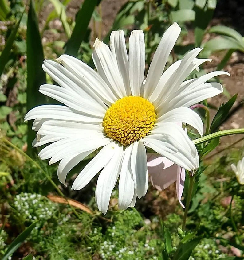 Daisy Seeds (Shasta) - Silver Princess