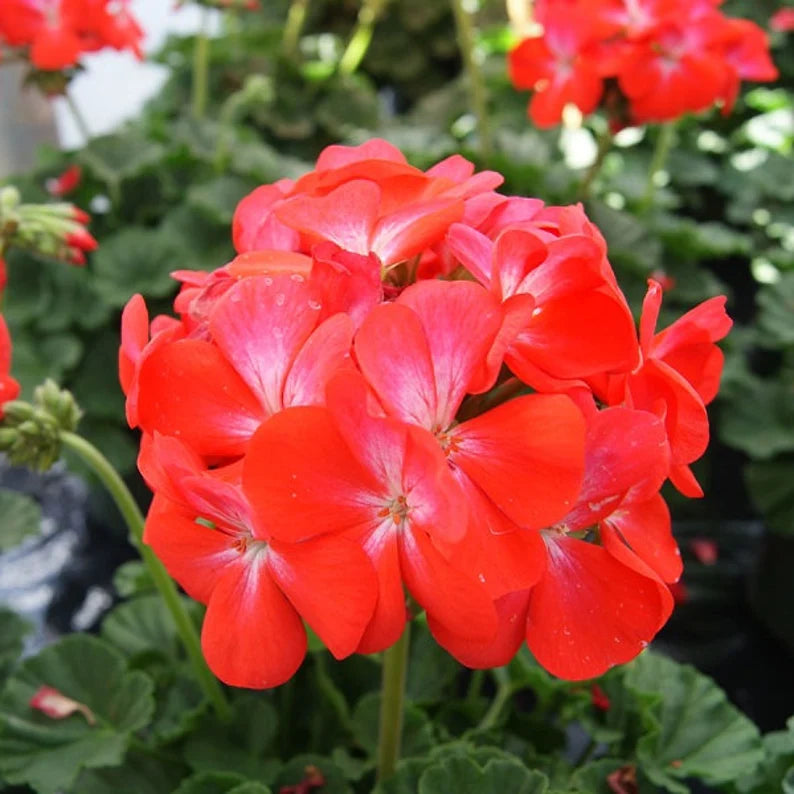 Scarlet Geranium Seeds