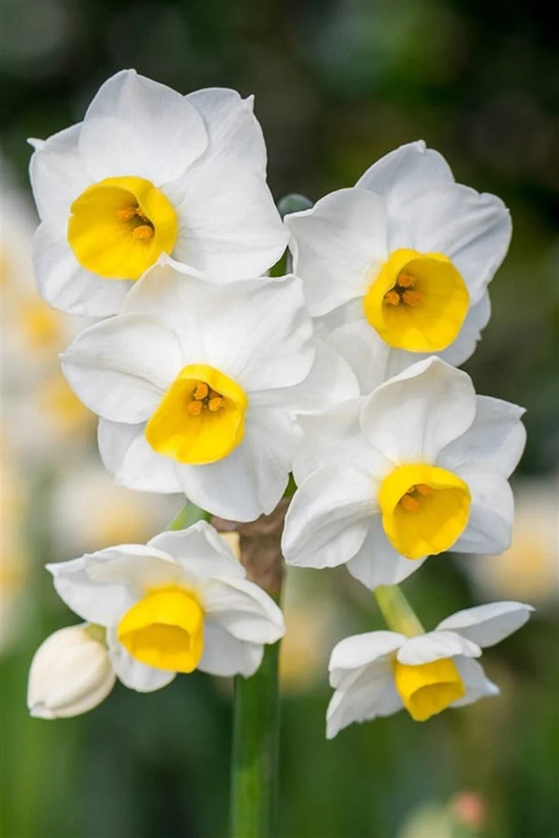 Narcissus Geranium Daffodil Seeds