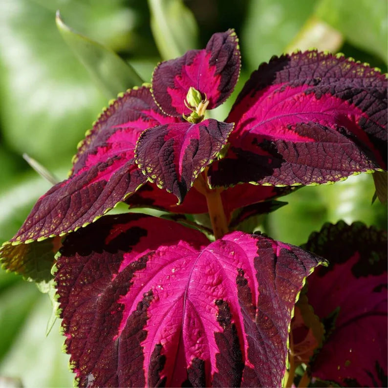 Coleus Kingswood Torch Seeds