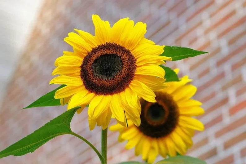 Sunflower Seeds - ProCut Lemon