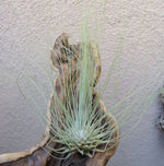 Fuchsii (Fuchsii scientific name) for planting in garden
