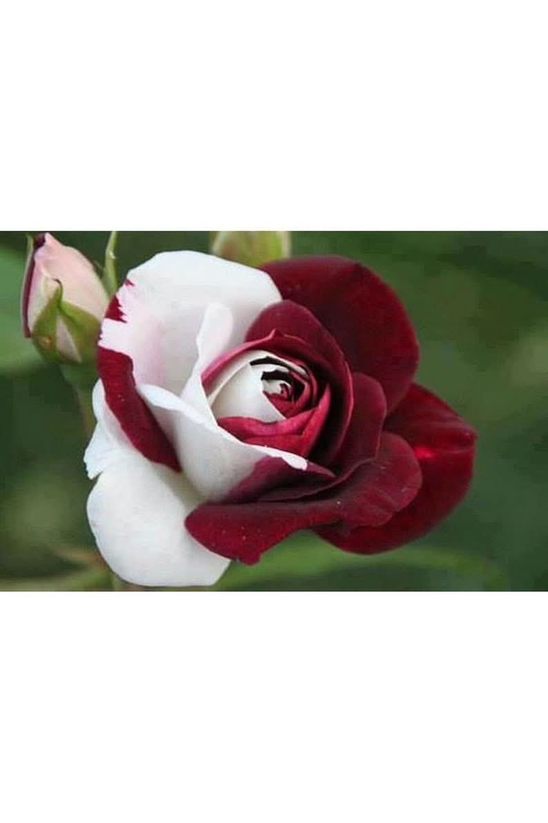 Red-Edged Rose Rosa Chinensis Flower Seeds for Planting in Backyard Gardening and Decorative Borders