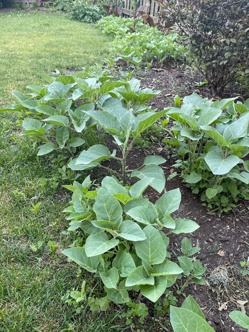 Datura - Sacred Organic Seeds