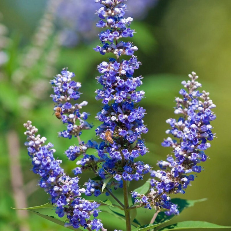 Chasteberry Flower Seeds for Planting - Heirloom, Non-GMO Seeds for Home Garden
