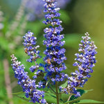 Chasteberry Flower Seeds for Planting - Heirloom, Non-GMO Seeds for Home Garden for planting in home garden