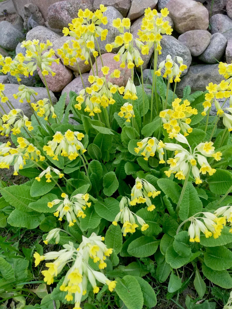 Cowslip (Primula veris)