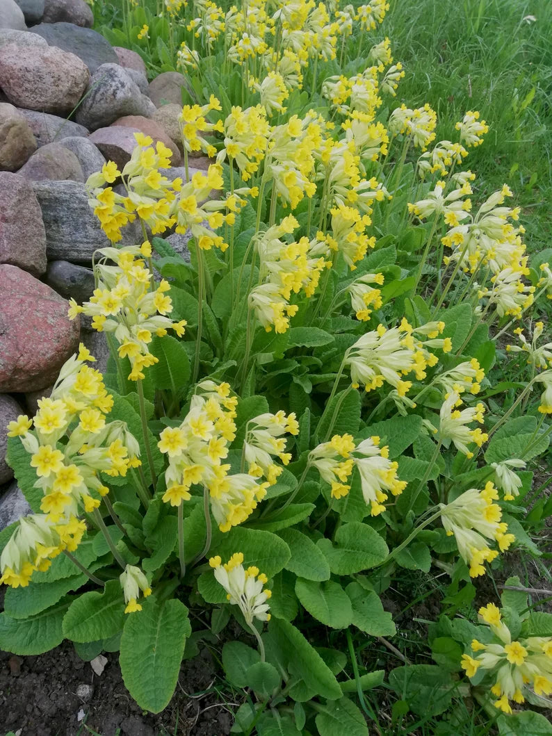 Cowslip (Primula veris)