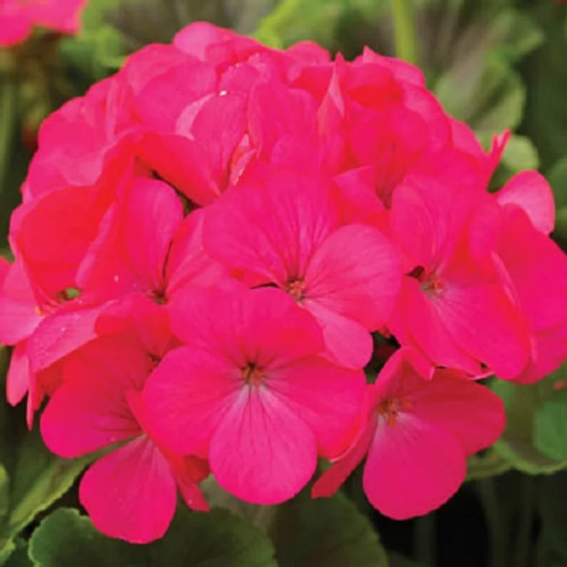 Pink Geranium Seeds