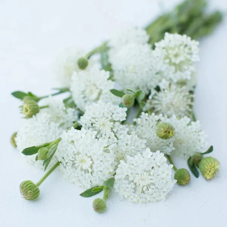 Didiscus Lacy WhiteSeeds