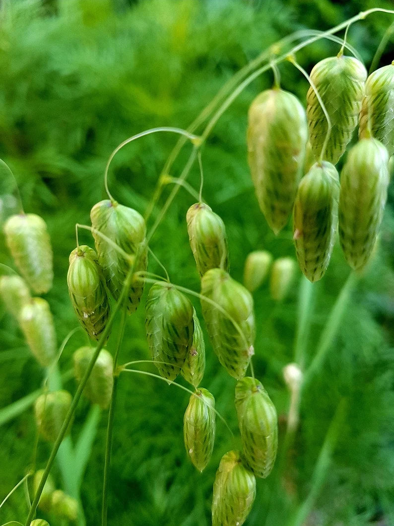 Greater Quaking Grass Ornamental Grass Seed