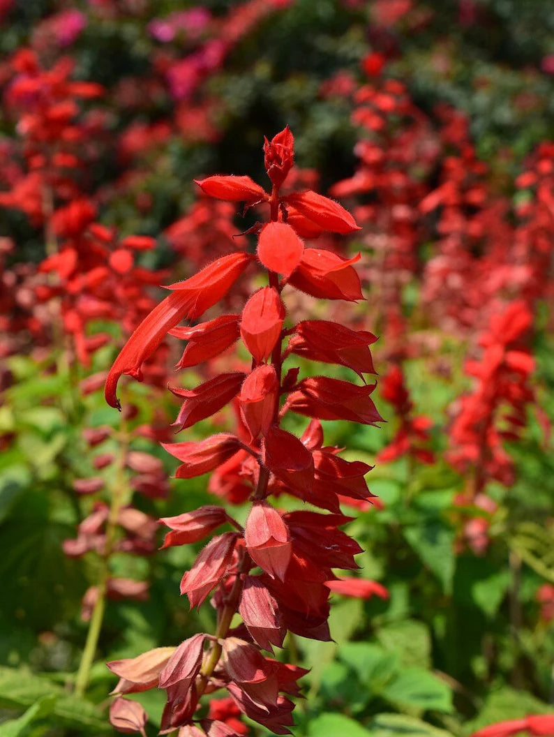 Scarlet Sage Seeds