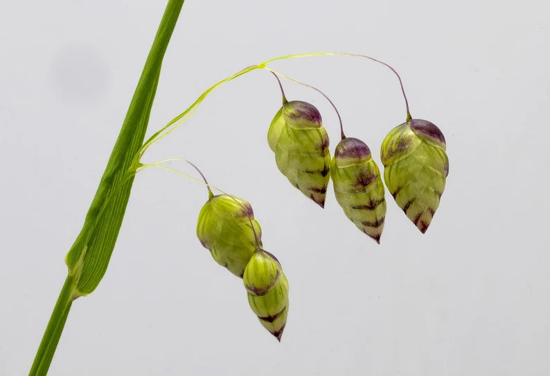 Greater Quaking Grass Ornamental Grass Seed