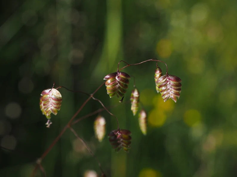 Greater Quaking Grass Ornamental Grass Seed