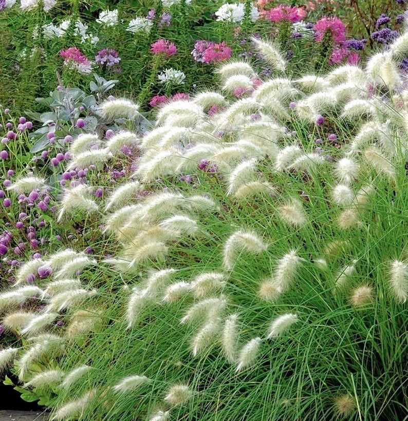 Feathertop Ornamental Grass Seed