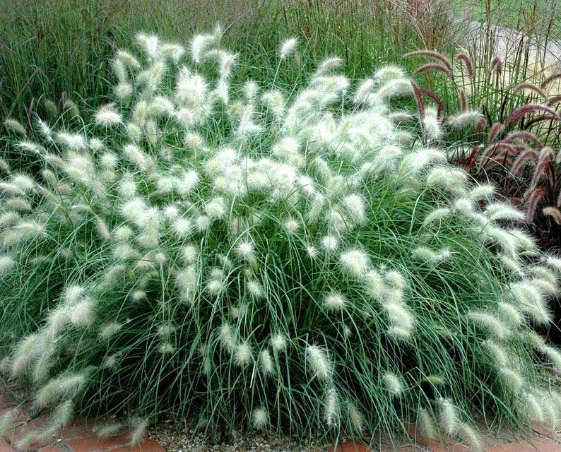 Feathertop Ornamental Grass Seed