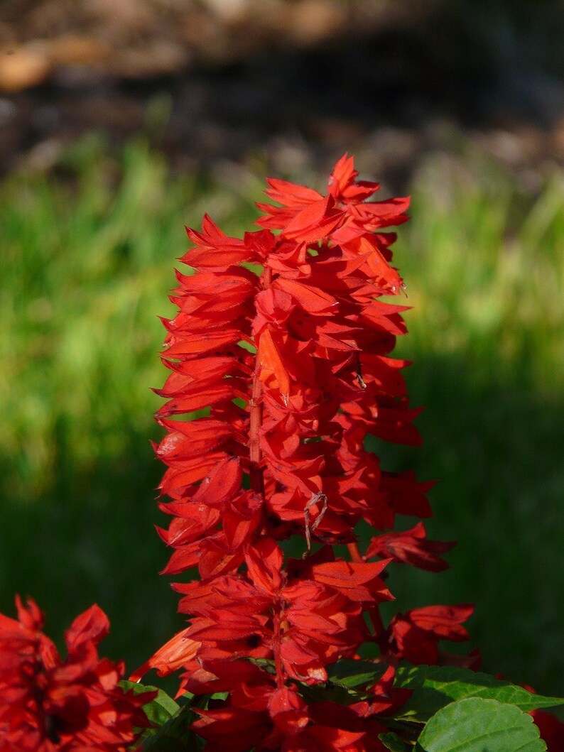 Scarlet Sage Seeds