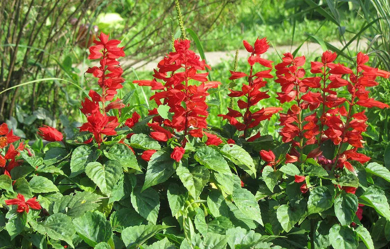 Scarlet Sage Seeds