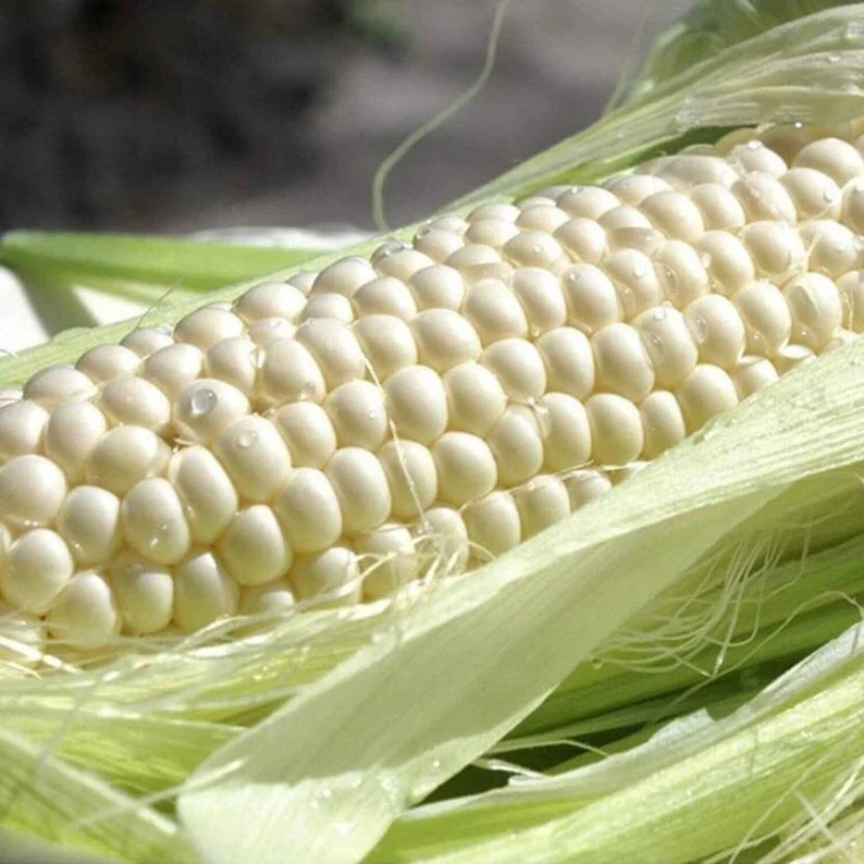 Corn Seeds, Art Verrell's Sweet