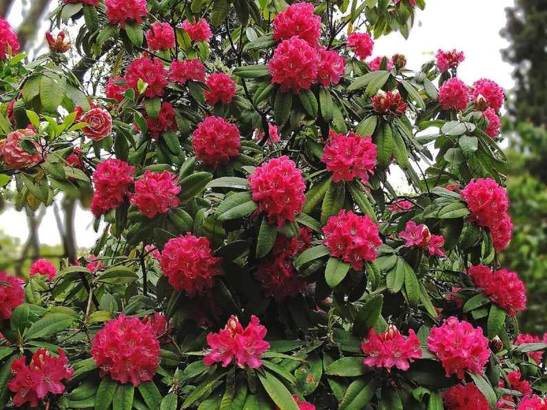 Rhododendron Red Azalea