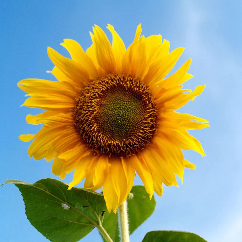 Sunflower Seeds - Mongolian Giant