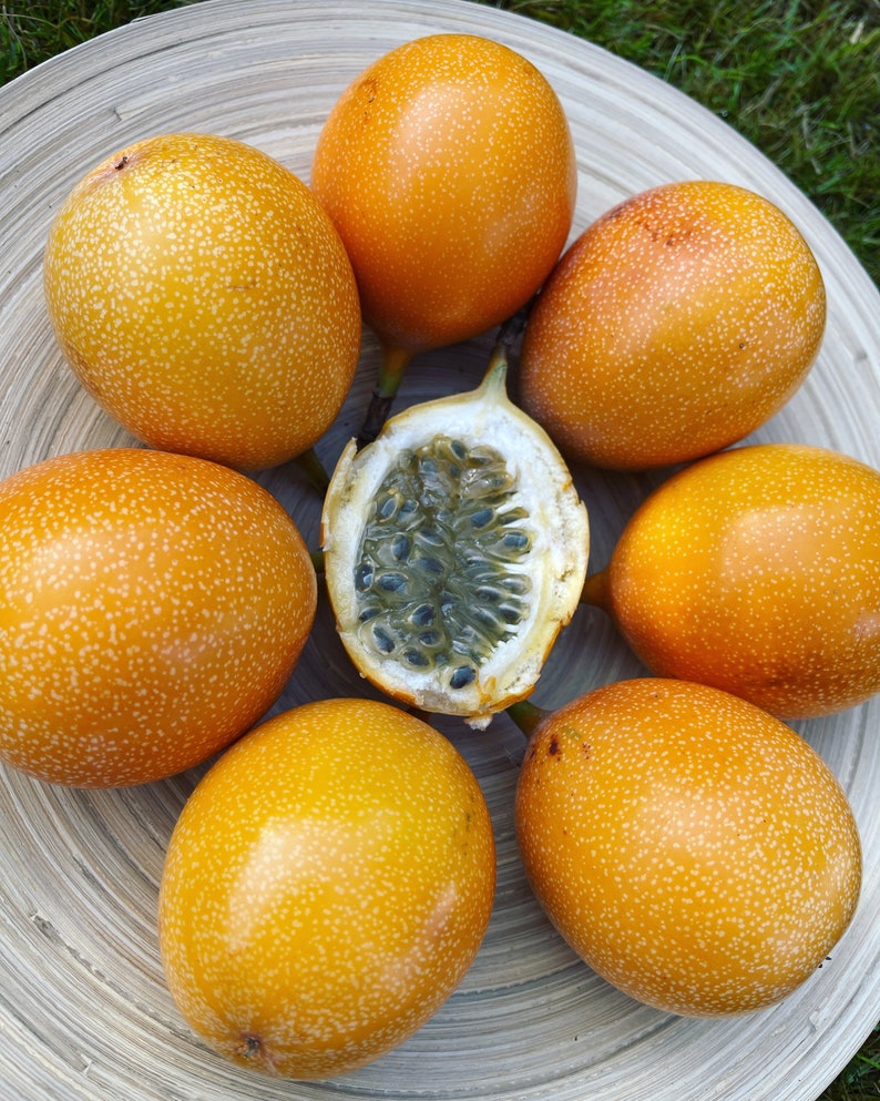 Barbadine Fruit Seeds (Passiflora laurifolia)