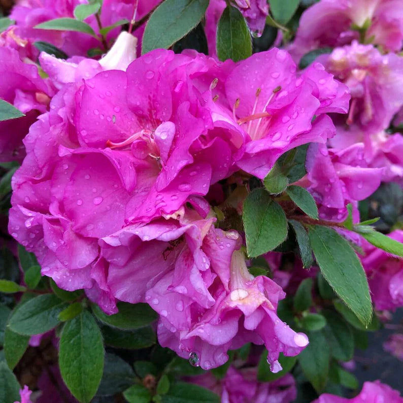 Rhododendron Dandy Purple