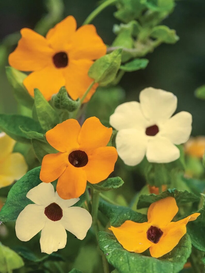 Black Eyed Susan Seeds