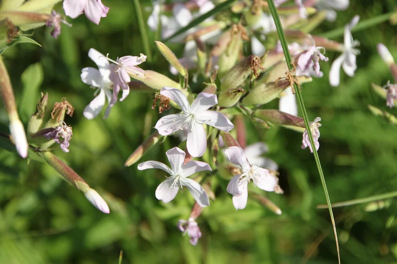 White Beauty Saponaria Seeds