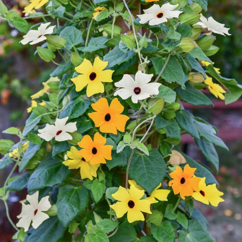 Black Eyed Susan Seeds