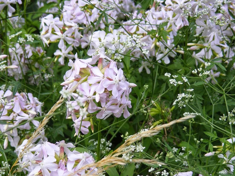 White Beauty Saponaria Seeds