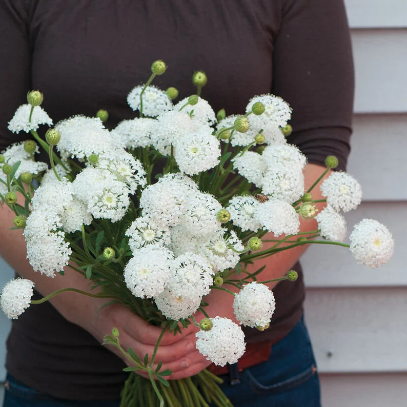 Didiscus Lace MixSeeds