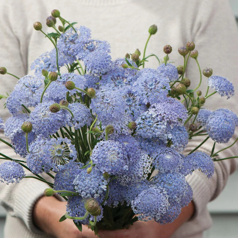 Didiscus Lace MixSeeds