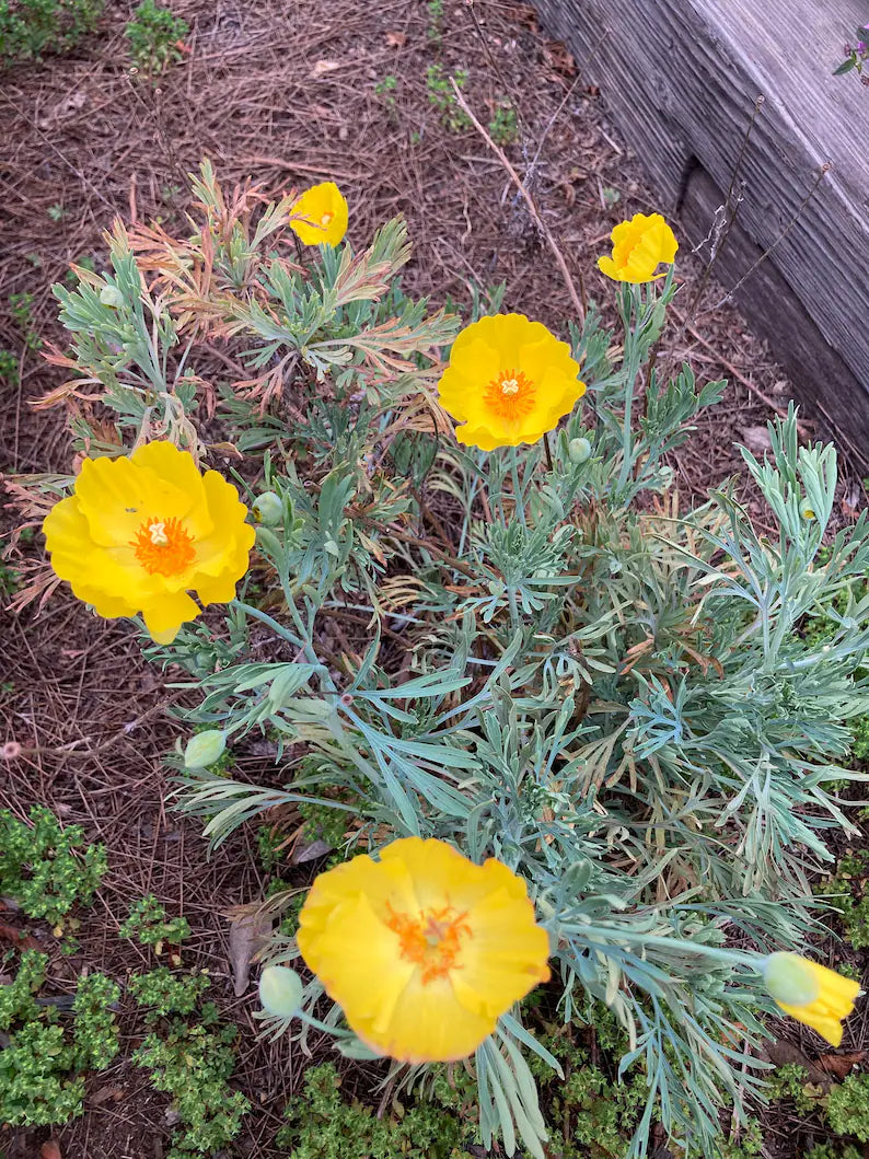 Mexican Tulip Poppy Sunlite Seeds