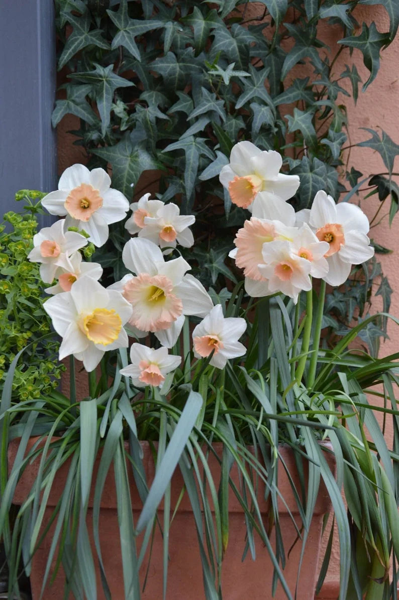 Narcissus Waltz Daffodil Seeds