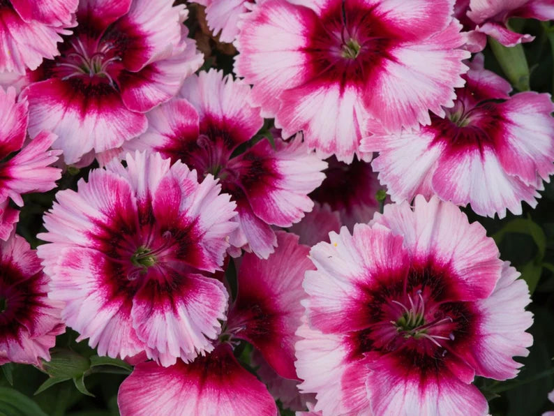 Raspberry Hybrid Dianthus Seeds