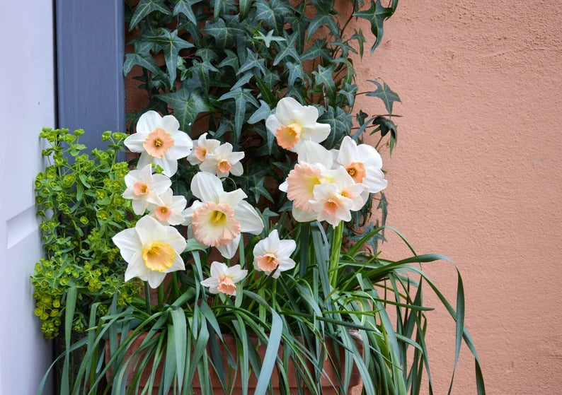 Narcissus Waltz Daffodil Seeds