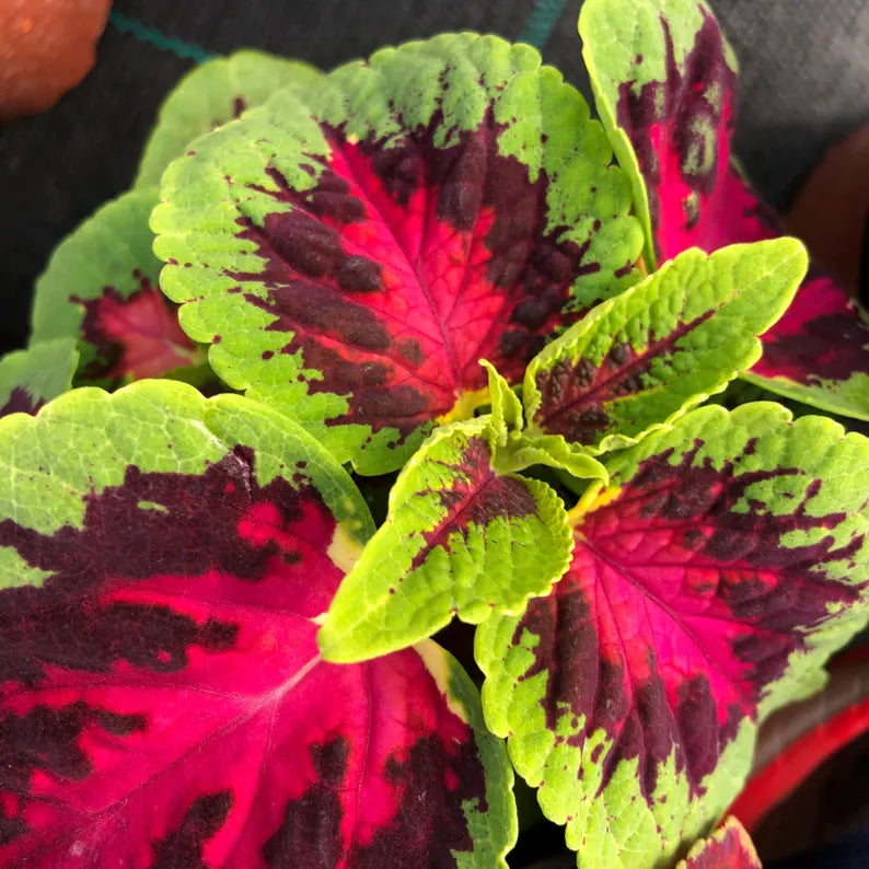 Coleus Kingswood Torch Seeds