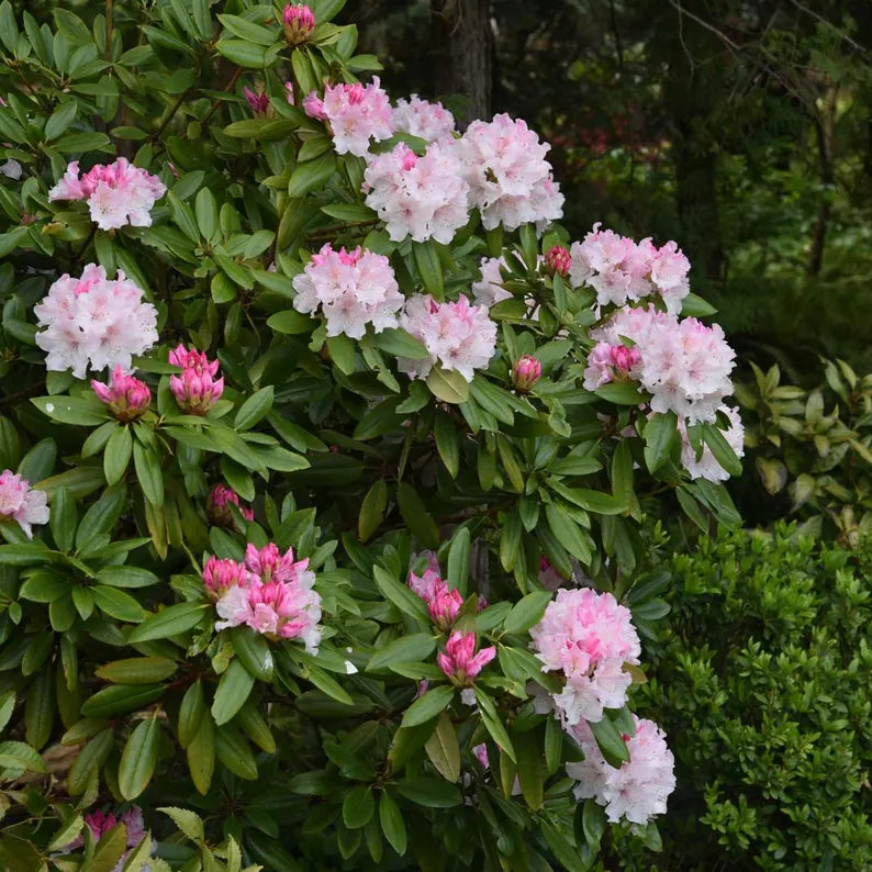 Rhododendron Seeds