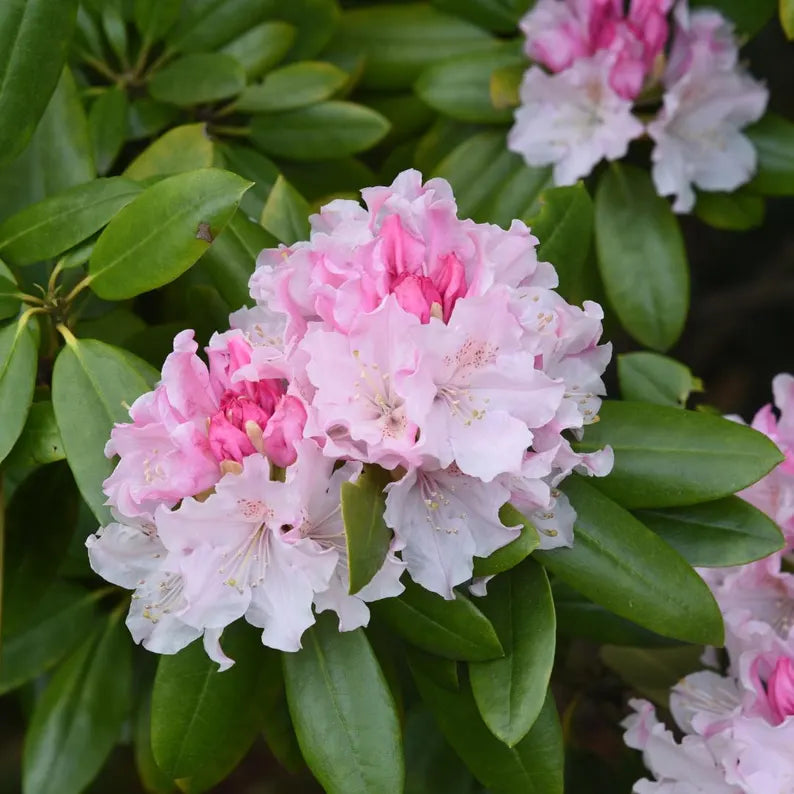 Rhododendron Seeds