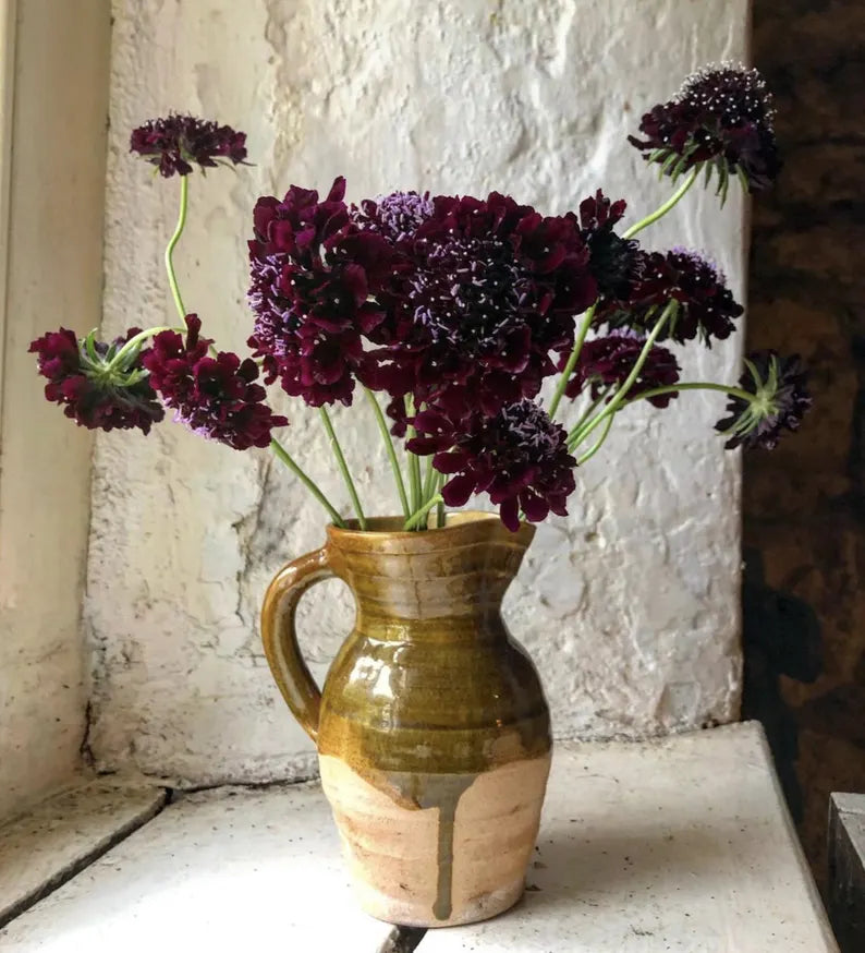 Sweet Scabious Black Knight