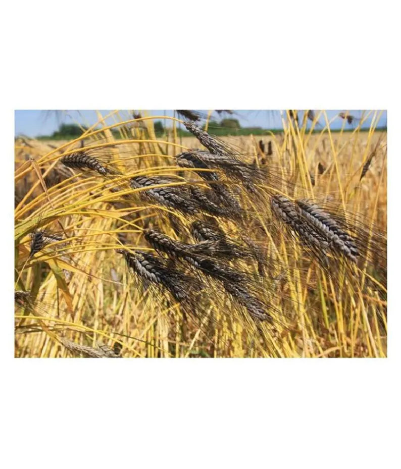 Black Tip Wheat Ornamental Grass Seed