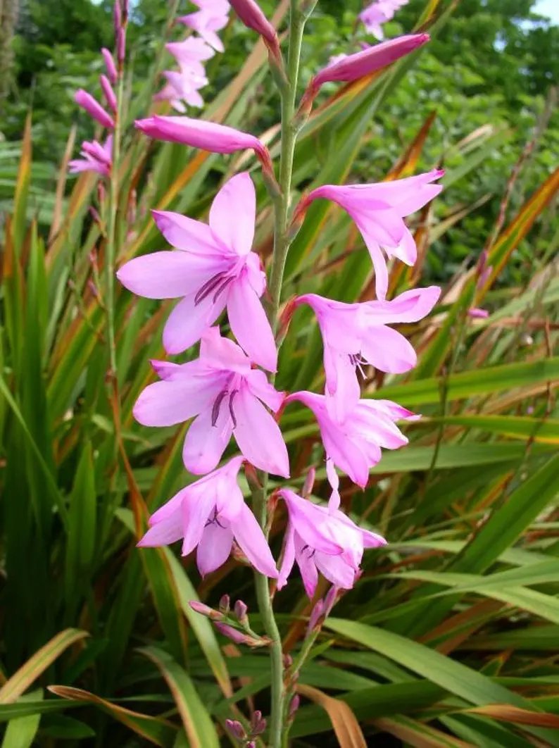 Watsonia Borbonica Flower Seeds for Planting, Heirloom, Non-GMO Dhara Seeds
