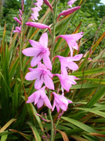 Watsonia Borbonica Flower Seeds for Planting, Heirloom, Non-GMO Dhara Seeds