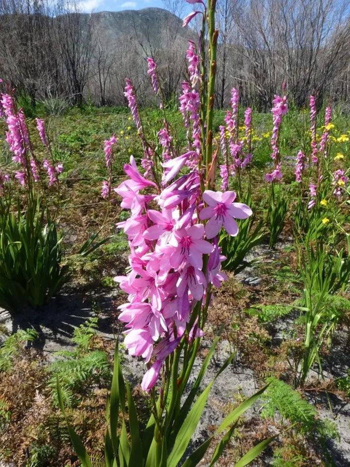 Watsonia Borbonica Flower Seeds for Planting, Heirloom, Non-GMO Dhara Seeds
