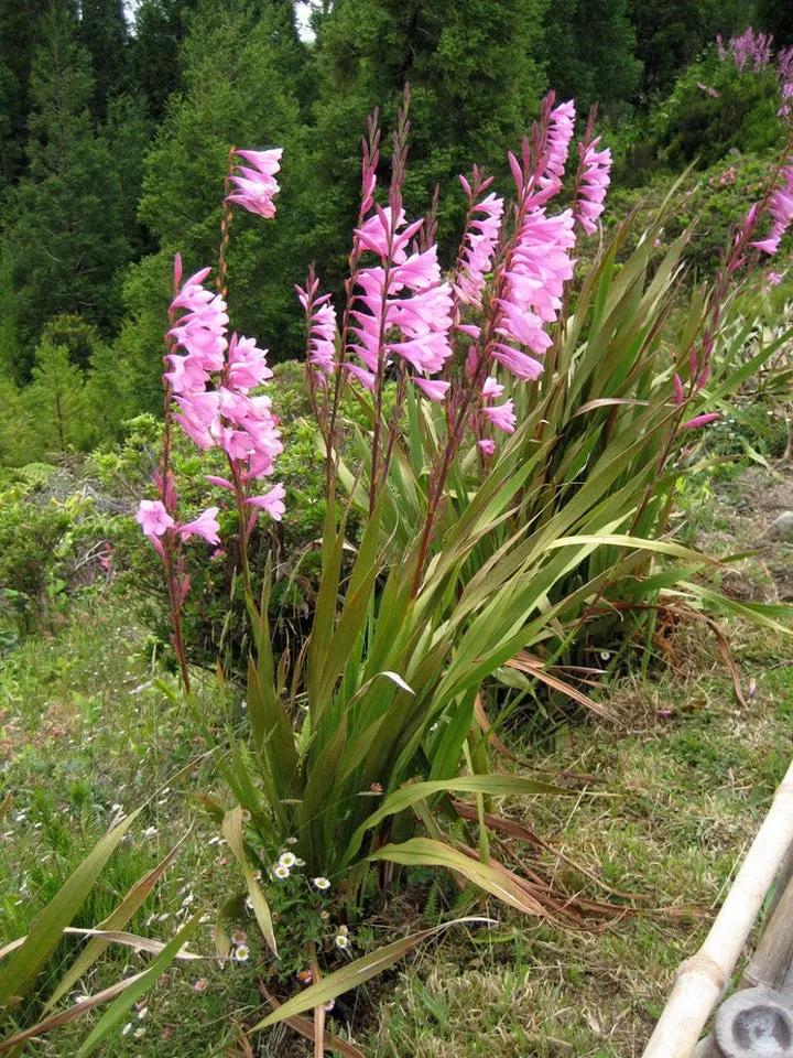 Watsonia Borbonica Flower Seeds for Planting, Heirloom, Non-GMO Dhara Seeds