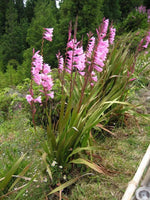 Watsonia Borbonica Flower Seeds for Planting, Heirloom, Non-GMO Dhara Seeds