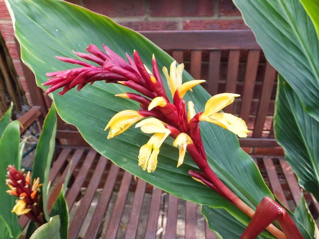 Green Cautleya Spicata Ornamental Plant Seeds for Unique Gardens – Fresh Herb for Your Garden